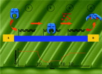 Detection of real time dynamics of drug–target interactions by ultralong nanowalls Publications
