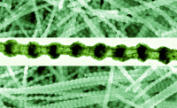 Regulated Oxidation of Nickel in Multisegmented Nickel–Platinum Nanowires An Entry to Wavy Nanopeapods Publications